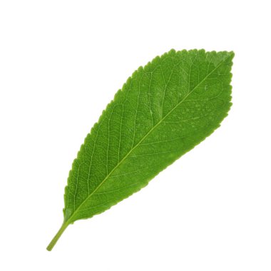 arka planda taze kiraz, yakın