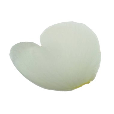 beyaz arka plan üzerinde izole beyaz gül yaprağı, yakın çekim