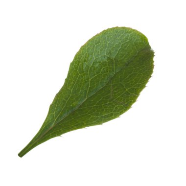 beyaz arka plan üzerinde izole böğürtlen yaprağı, yakın çekim 