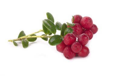 beyaz arka plan üzerinde izole olgun cowberries, yakın çekim  