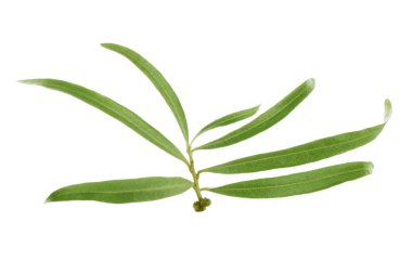 arkaplanda yeşil yapraklar, kapat