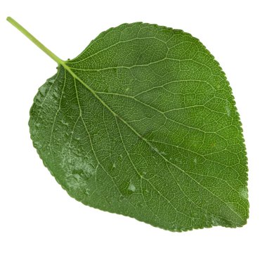 beyaz arka plan üzerinde izole yeşil kayısı yaprağı, yakın çekim   