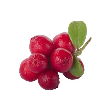 beyaz arka plan üzerinde izole olgun cowberries, yakın çekim  