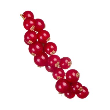 kuş üzümü berry yakın