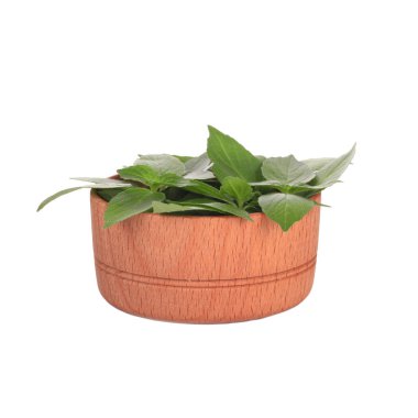 Arka planda, taze fesleğen yakın çekim