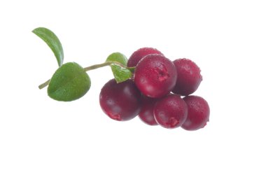 beyaz arka plan üzerinde izole olgun cowberries, yakın çekim  