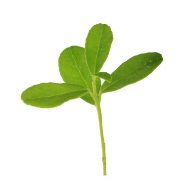 Arka planda yeşil yaprak, yakın