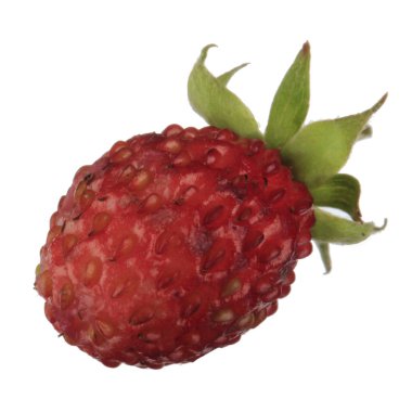 yabani çilek yakın çekim 