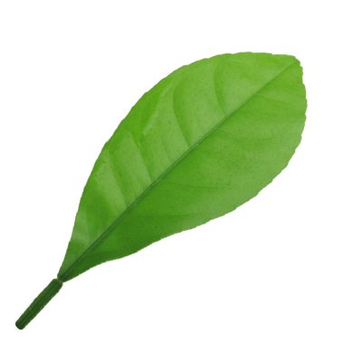 arka planda yeşil narenciye, yakın