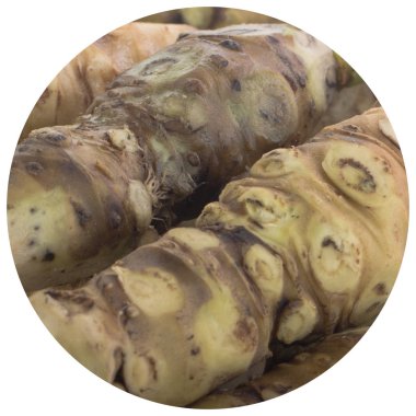 beyaz arka plan üzerinde izole wasabi kökleri, yakın çekim  