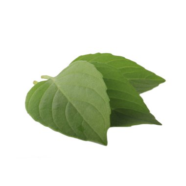 aromatik fesleğen beyaz arka plan üzerinde izole yaprakları, yakın çekim  