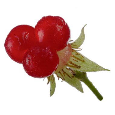 olgun bramble yakın