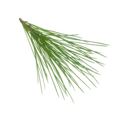 beyaz arka plan üzerinde izole sedir dalı, yakın çekim 