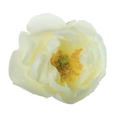 beyaz arka plan üzerinde izole güzel aromatik gül, yakın çekim 