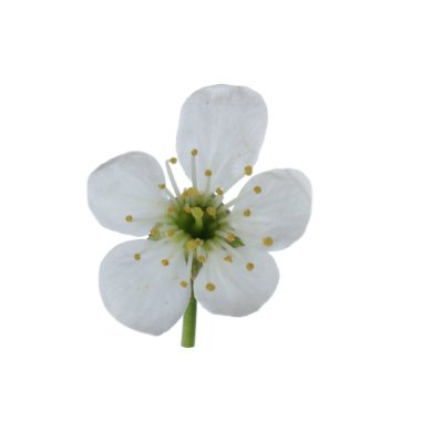 beyaz kiraz çiçeği beyaz arka plan üzerinde izole 