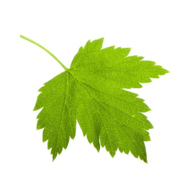 beyaz arka plan üzerinde izole yemyeşil üzüm yaprağı