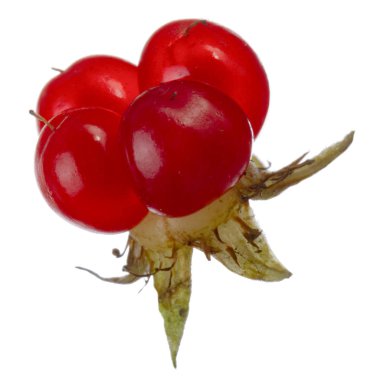 olgun bramble yakın