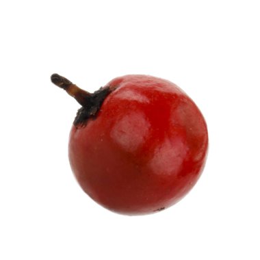 arka planda aromatik bitki, yakın