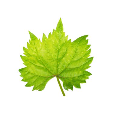 Arka planda yeşil yaprak, yakın