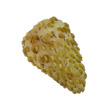 yabani çilek yakın çekim 