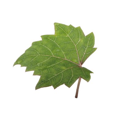 Arka planda yeşil yaprak, yakın