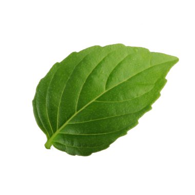 Arka planda, taze fesleğen yakın çekim