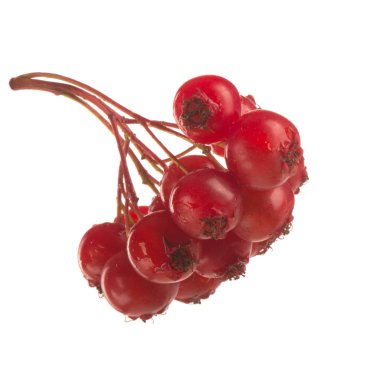 beyaz arka plan üzerinde izole taze alıç dalı, yakın çekim 