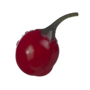 olgun dulcamara yakın