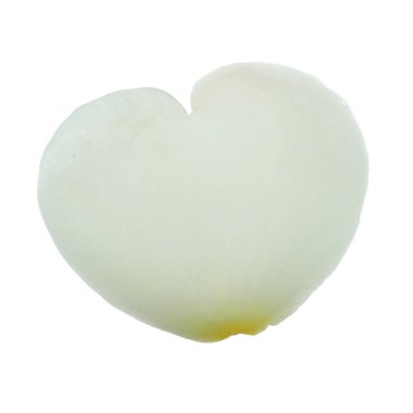 beyaz arka plan üzerinde izole beyaz gül yaprağı, yakın çekim