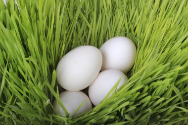 yumurta yakın çekim 