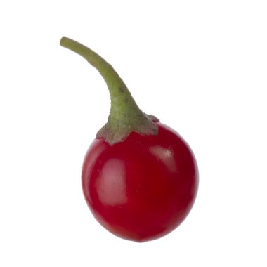 olgun dulcamara yakın