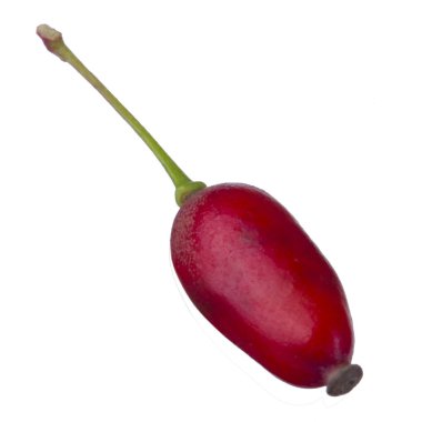 kırmızı böğürtlen beyaz izole