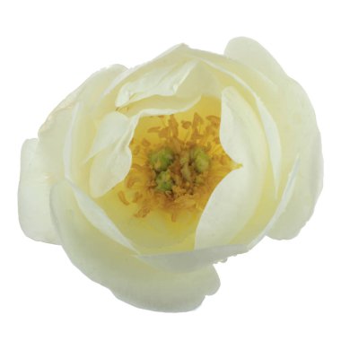 beyaz arka plan üzerinde izole güzel aromatik gül, yakın çekim 