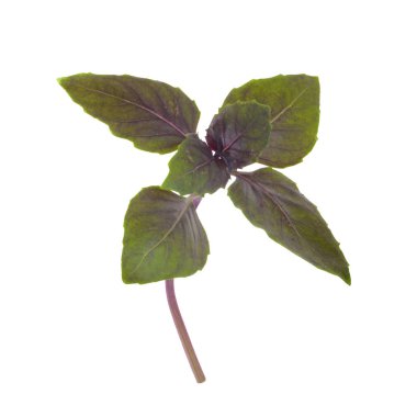 aromatik fesleğen beyaz arka plan üzerinde izole yaprakları, yakın çekim  