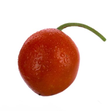 convallaria majalis yakın 