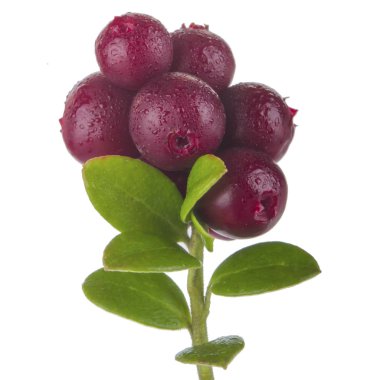 beyaz arka plan üzerinde izole olgun cowberries, yakın çekim  