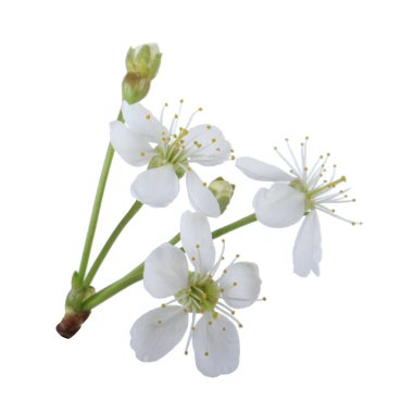 arka planda taze kiraz, yakın