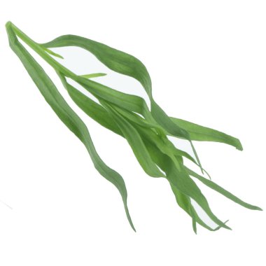 arka planda aromatik bitki, yakın