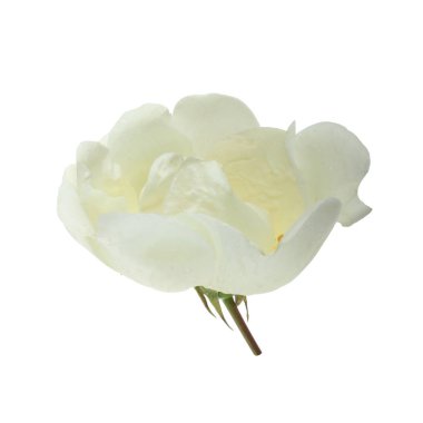 beyaz arka plan üzerinde izole güzel aromatik gül, yakın çekim 