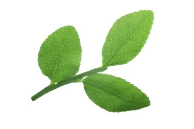 beyaz arka plan üzerinde izole yeşil yaprakları ile bilberry dalı, yakın çekim