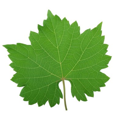 Olgun üzüm yakın çekim 