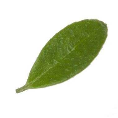 Arka planda yeşil yaprak, yakın