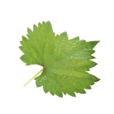 Olgun üzüm yakın çekim 