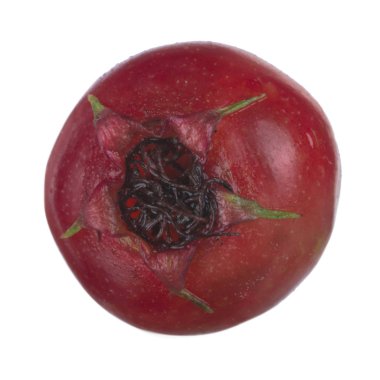 Beyaz arka planda izole alıç berry, yakın çekim 