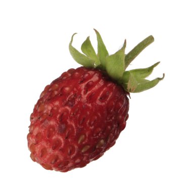 yabani çilek yakın çekim 