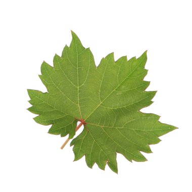 Olgun üzüm yakın çekim 