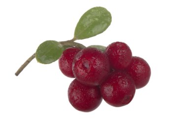 beyaz arka plan üzerinde izole olgun cowberries, yakın çekim  
