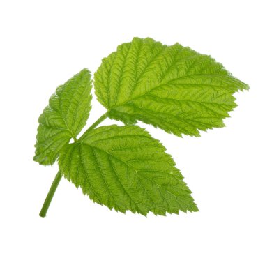 Olgun ahududu yakın çekim 