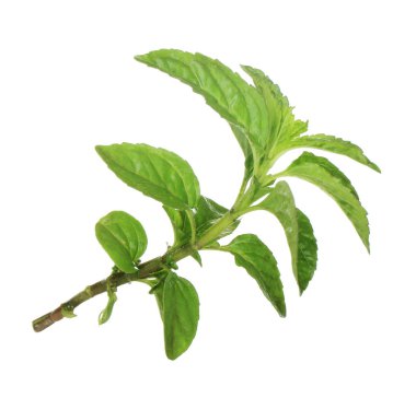 beyaz arka plan üzerinde izole yaprakları ile nane sapı