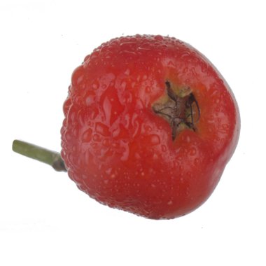 olgun ashberry yakın 